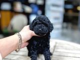 SİYAH TOY POODLE KIZIMIZ