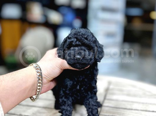 Si̇yah Toy Poodle Kizimiz