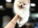 Pomerani̇an Boo Yavrumuz