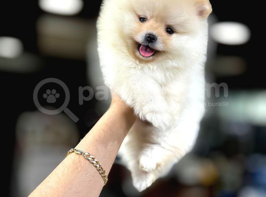 Pomerani̇an Boo Yavrumuz görsel