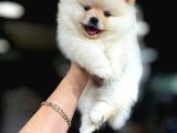 Pomerani̇an Boo Yavrumuz