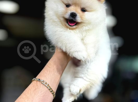 Pomerani̇an Boo Yavrumuz görsel