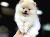 POMERANİAN BOO YAVRUMUZ