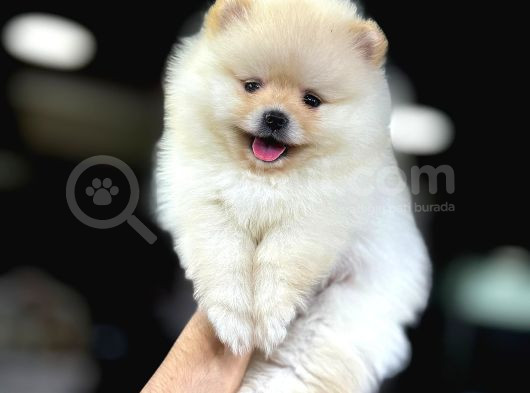 Pomerani̇an Boo Yavrumuz