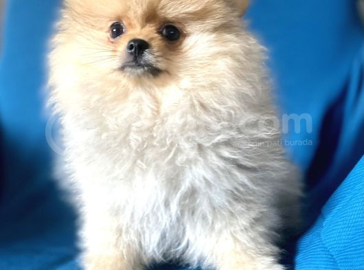 Mi̇ni̇ Boy Boo Kizimiz