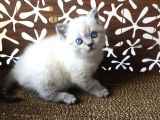Britishshorthair Çok Güzel Peluş Yumuşaklığında Bebekler