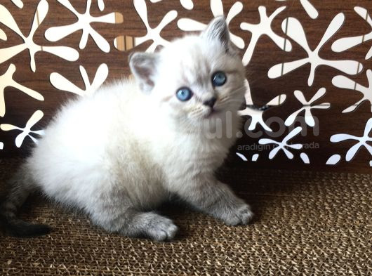 Britishshorthair Çok Güzel Peluş Yumuşaklığında Bebekler görsel
