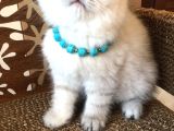 Britishshorthair Çok Güzel Peluş Yumuşaklığında Bebekler