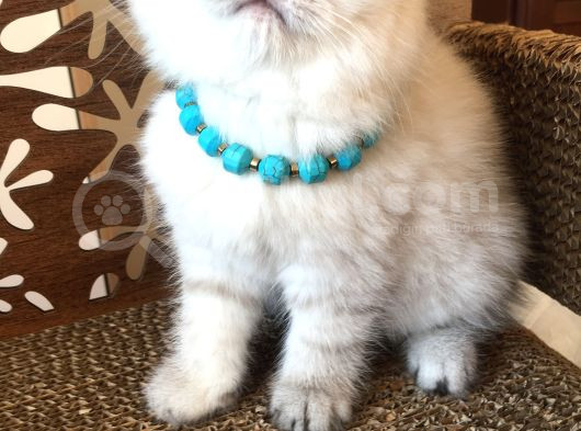 Britishshorthair Çok Güzel Peluş Yumuşaklığında Bebekler görsel