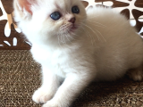 Britishshorthair Çok Güzel Peluş Yumuşaklığında Bebekler