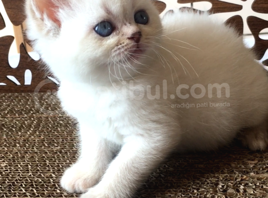 Britishshorthair Çok Güzel Peluş Yumuşaklığında Bebekler görsel