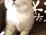 Britishshorthair Çok Güzel Peluş Yumuşaklığında Bebekler