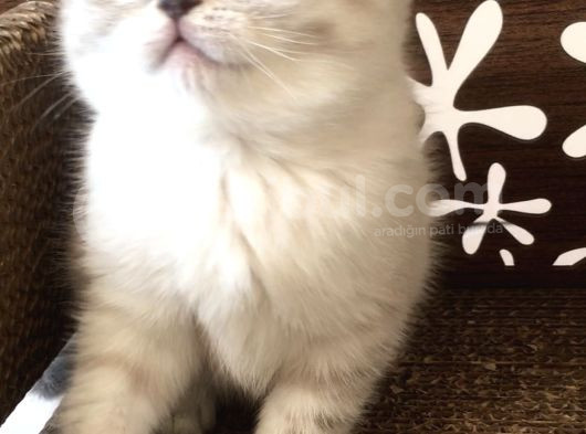 Britishshorthair Çok Güzel Peluş Yumuşaklığında Bebekler görsel