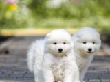 Samoyed Yavrulari Istanbul