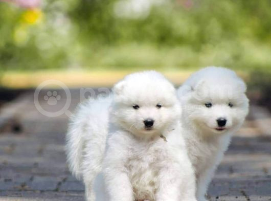 Samoyed Yavrulari Istanbul görsel