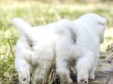 Samoyed Yavrulari Istanbul