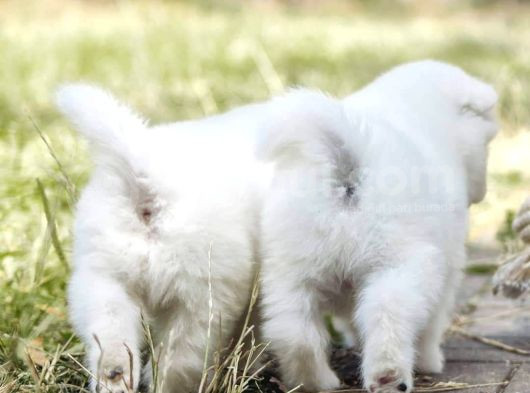 Samoyed Yavrulari Istanbul görsel