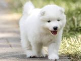 Samoyed Yavrulari Istanbul