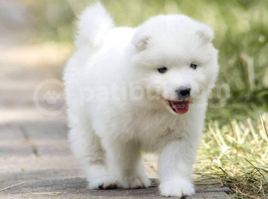 Samoyed Yavrulari Istanbul görsel