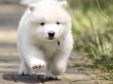 Samoyed Yavrulari Istanbul