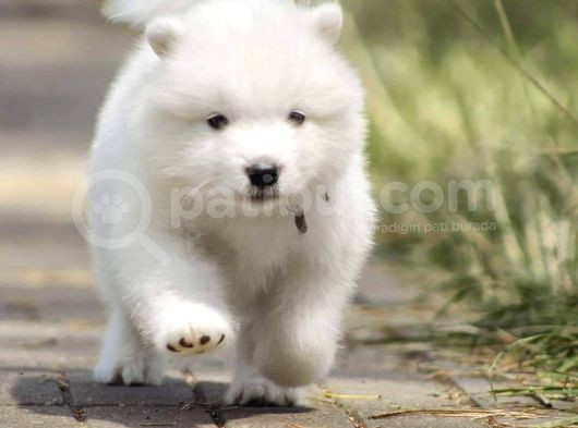 Samoyed Yavrulari Istanbul görsel