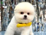 Bi̇ri̇nci̇ Sinif Orji̇nal Pomerani̇an Boo Bebekleri̇mi̇z
