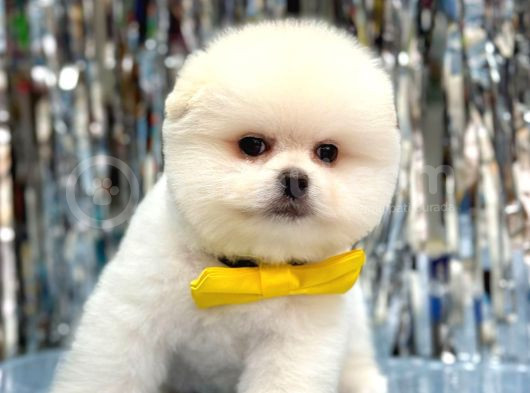 Bi̇ri̇nci̇ Sinif Orji̇nal Pomerani̇an Boo Bebekleri̇mi̇z görsel