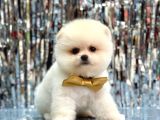 Bi̇ri̇nci̇ Sinif Orji̇nal Pomerani̇an Boo Bebekleri̇mi̇z