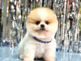 Bi̇ri̇nci̇ Sinif Orji̇nal Pomerani̇an Boo Bebekleri̇mi̇z