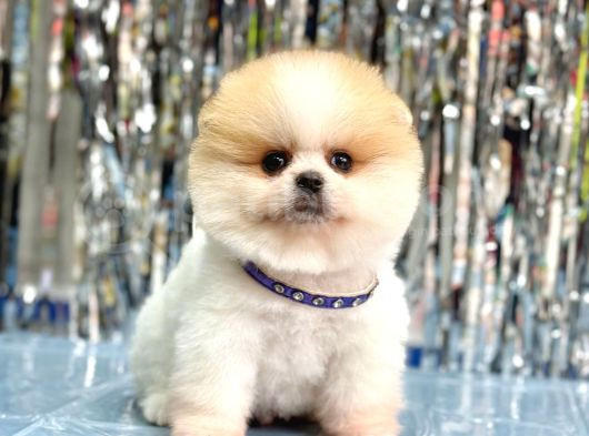 Bi̇ri̇nci̇ Sinif Orji̇nal Pomerani̇an Boo Bebekleri̇mi̇z görsel