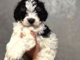 Kara-kenan- maltipoo