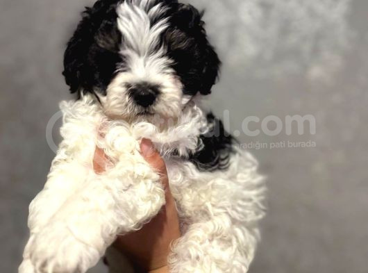 Kara-Kenan- Maltipoo
