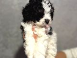 Kara-Kenan- Maltipoo