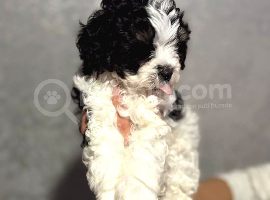 Kara-Kenan- Maltipoo görsel