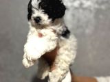 Kara-Kenan- Maltipoo