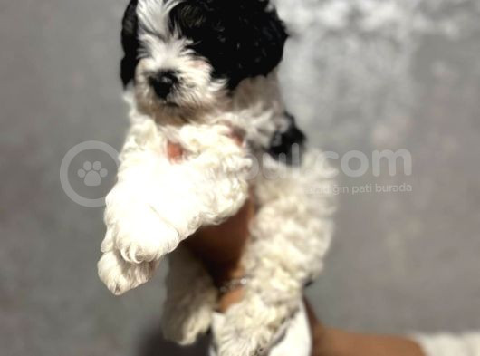 Kara-Kenan- Maltipoo görsel