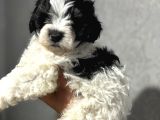 Kara-Kenan- Maltipoo