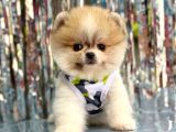Bi̇ri̇nci̇ Sinif Orji̇nal Pomerani̇an Boo Bebekleri̇mi̇z