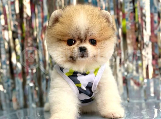 Bi̇ri̇nci̇ Sinif Orji̇nal Pomerani̇an Boo Bebekleri̇mi̇z görsel