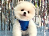 Bi̇ri̇nci̇ Sinif Orji̇nal Pomerani̇an Boo Bebekleri̇mi̇z