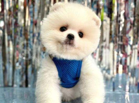 Bi̇ri̇nci̇ Sinif Orji̇nal Pomerani̇an Boo Bebekleri̇mi̇z görsel