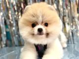Bi̇ri̇nci̇ Sinif Orji̇nal Pomerani̇an Boo Bebekleri̇mi̇z