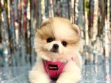 BİRİNCİ SINIF ORJİNAL POMERANİAN BOO BEBEKLERİMİZ