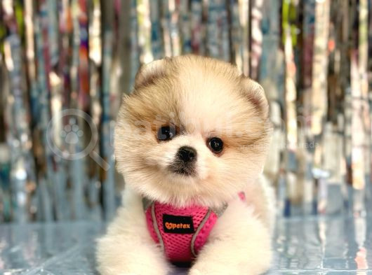 Bi̇ri̇nci̇ Sinif Orji̇nal Pomerani̇an Boo Bebekleri̇mi̇z