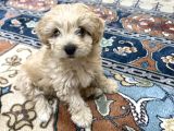 DÜNYALAR TATLISI MALTİPOO KÖPEĞİMİZ