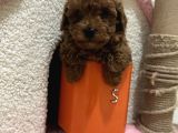 Oyuncak boyutunda poodle