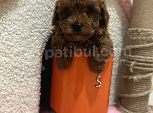 Oyuncak Boyutunda Poodle
