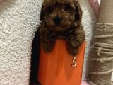 Oyuncak Boyut Poodle
