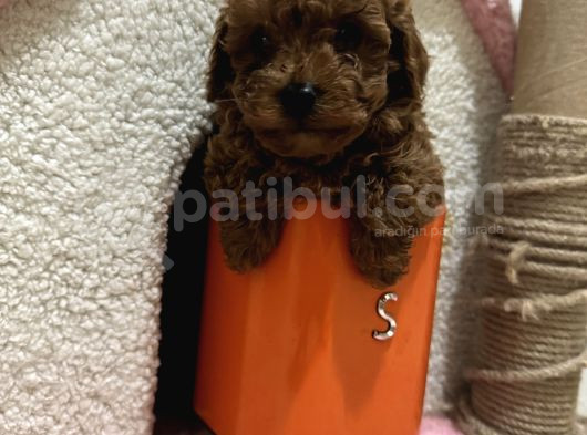 Oyuncak Boyut Poodle görsel