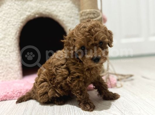 Oyuncak Boyutunda Poodle görsel